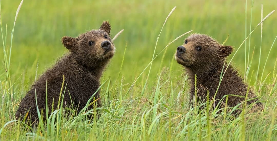 Kootenay Grizzly Bear Cubs