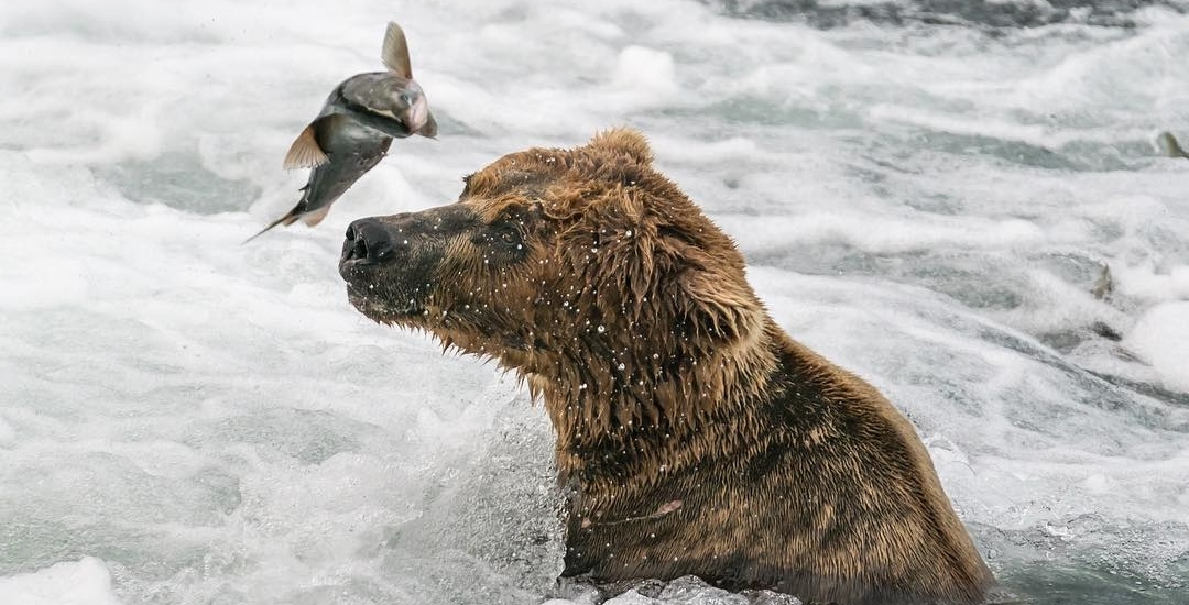 Kootenay Grizzly Fishing